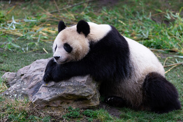 Portrait of a panda in the meadow