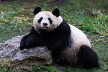 Naklejka premium Portrait of a panda in the meadow