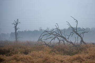 Martwy las