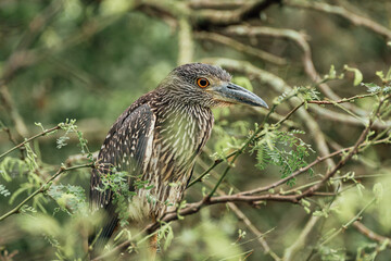 Large brown bird sitting in the branches of a tree with green background