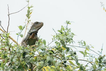 Obraz premium Profile of an iguana sunbathing in the branches of a tree