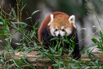 Red panda eating bamboo in the forest