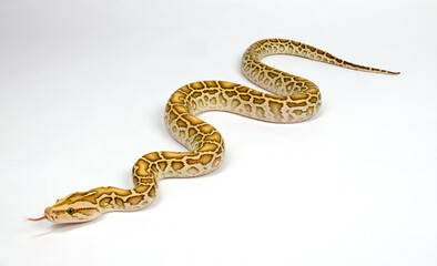 Dunkler Tigerpython // Burmese python, Indian rock python (Python bivittatus) - colour morph 