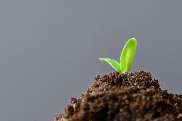 A young green seedling sprouted from the ground