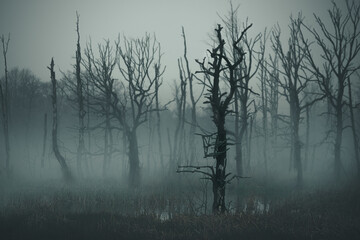 Martwy las