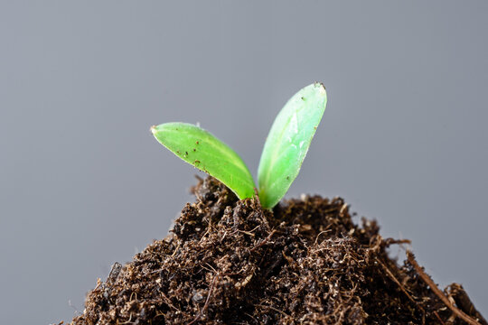 A young green seedling sprouted from the ground