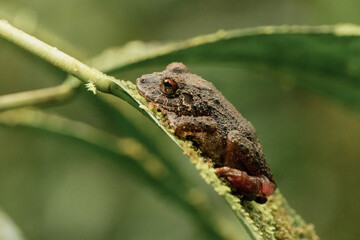 Profile of a large frog resting on a green leaf in the Amazon jungle