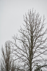 crown of a tree in winter against a gray sky in the forest