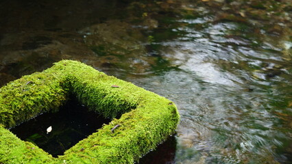 湧水の流れる透明な川。