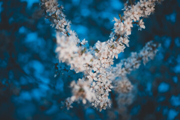 Fototapeta premium Beautiful spring cherry blossom at twilight. Shallow depth of field. Soft focuse