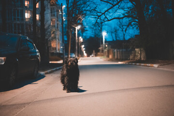 Homeless dog at night.  A stray abandoned dog during the night