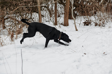 black labrador in the forest in winter