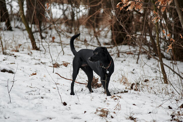black labrador in the forest in winter