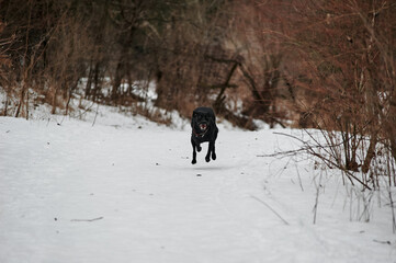 black labrador runs through the snow in winter in the forest