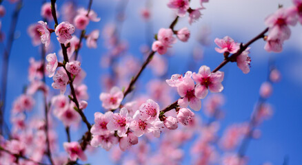 spring pink flowers with blue sky background
