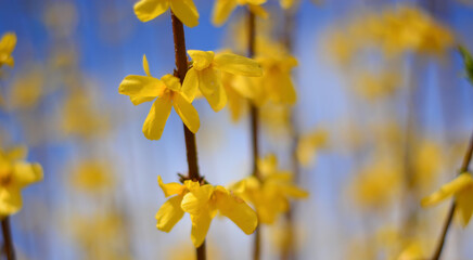 yellow spring flowers blown by the wind