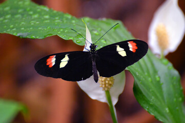 Black Butterfly
