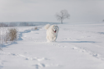 Obraz na płótnie Canvas White dog in the snow. Samoyed dog in winter landscape. Winter time. Fluffy smiling dog