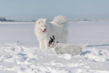 Two dogs playing in the snow. Samoyed dog. Australian cattle dog. Domestic pets in winter meadow. Nort