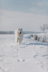 Fototapeta na wymiar White dog in the snow. Samoyed dog in winter landscape. Winter time. Fluffy smiling dog