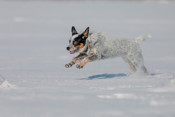 Dog having fun in winter snow. Puppy running in the snow. Australian cattle dog breed. Blue heeler dog in winter.