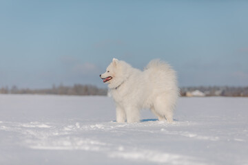 White dog in the snow. Samoyed dog in winter landscape. Winter time. Fluffy smiling dog