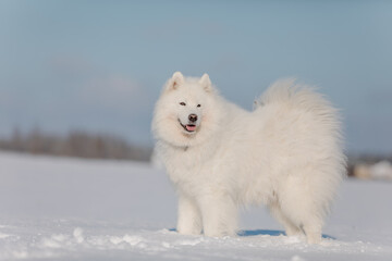 Obraz na płótnie Canvas White dog in the snow. Samoyed dog in winter landscape. Winter time. Fluffy smiling dog