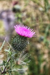 Milk Thistle Flowerhead, Flowers Photography