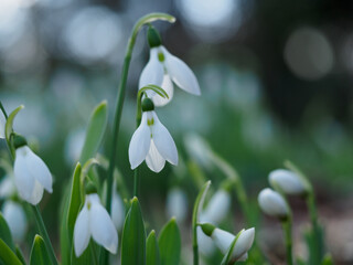 美しいスノードロップ