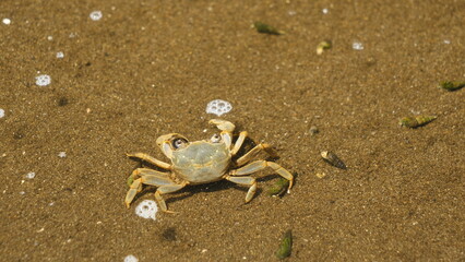 海辺の浜辺に生息するカニ。