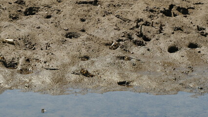 海辺の浜辺に生息するカニと貝。