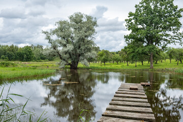 Scene of a pond and trees