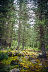 Vertical image of a picturesque dense green forest on sunny summer day. Taiga in the mountains. Abstract forest background.