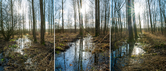 Triptych of forest scenes, with trees, water, reflection and sun spikes