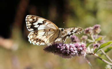 Fototapeta premium Large tree nymph butterfly on a flower