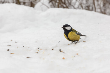 great tit sitting in snow. Bird in the forest in winter.