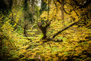 Fototapeta premium Forêt, arbre monstrueux 