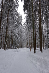 Bayerischer Wald