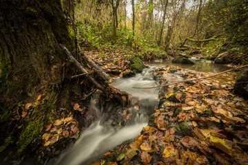 Rivière, pose longue, forêt 