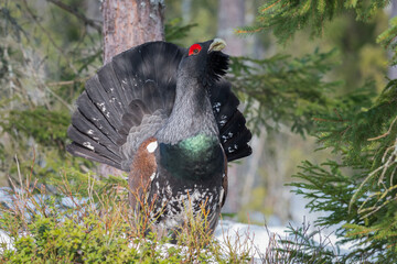 Capercaillie