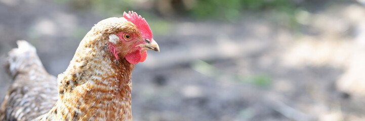 Rooster of red-brown color walks around yard closeup