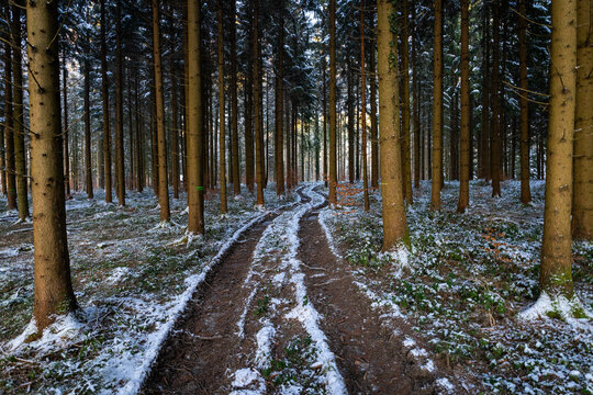 Chemin juste enneig&eacute; qui serpente entre les sapins.