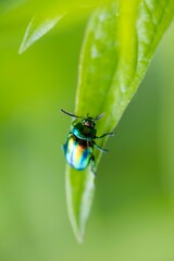rainbow bug