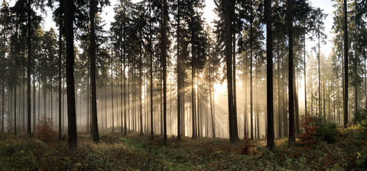 misty and foggy forest