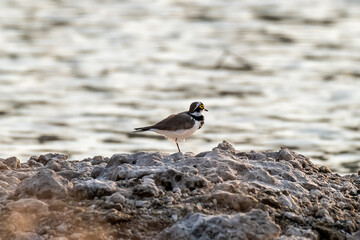 Little Ringed Plover (Charadrius dubius) standing on the beach in Thailand.