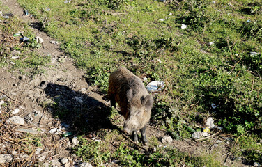 Fototapeta premium A wild boar on the bank of a stream in an urban area