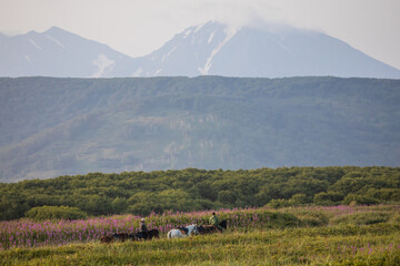 Flowers in the valley of the Gorely volcano