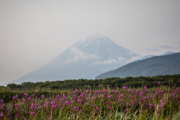 Flowers in the valley of the Gorely volcano