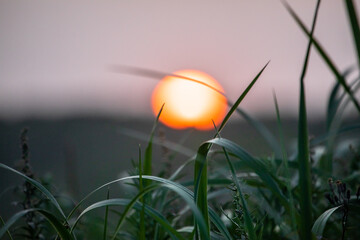 Fog in the Kamchatka forest
