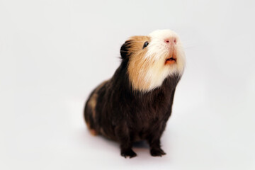 The guinea pig sniffs and waits for feeding. Isolated